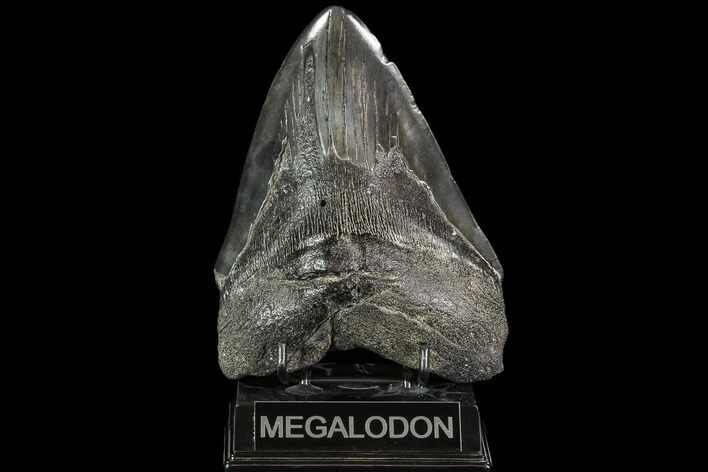 Fossil Megalodon Tooth - Massive Tooth #109141